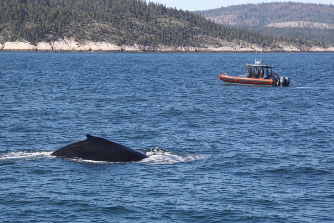 A zodiac boat of whale watchers near a surfacing whale on the St. Lawrence off Tadoussac